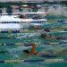 Swimmers racing in a pool, side view