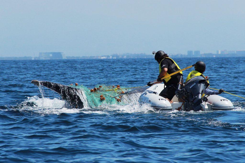 Saving whales