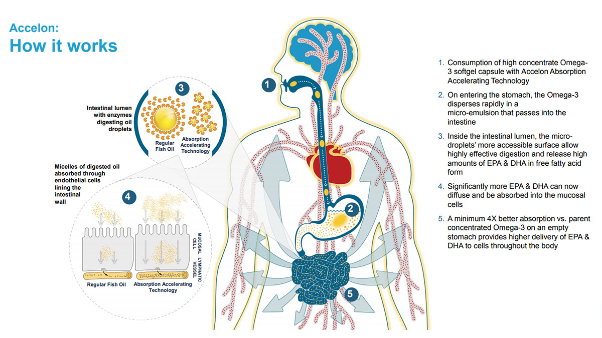 How Accelone Omega 3 Fish Oil Works