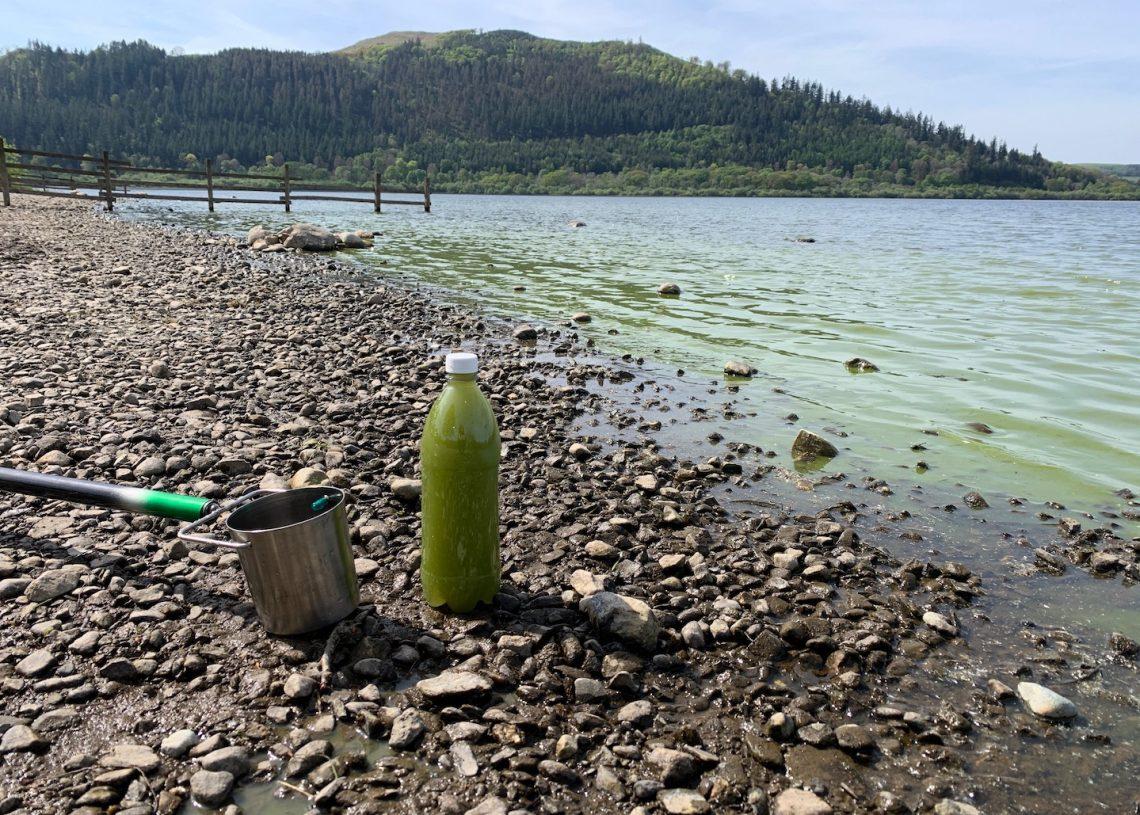 blue-green algae