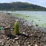 blue-green algae