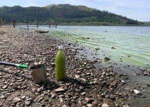blue-green algae