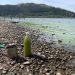 blue-green algae