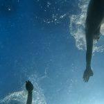 Shark's eye view of two swimmers swimming towards each other