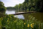 Hampstead Heath Ponds