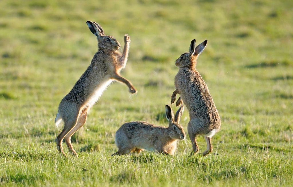 Elmley Nature Reserve