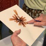 Seaweed pressing