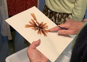 Seaweed pressing