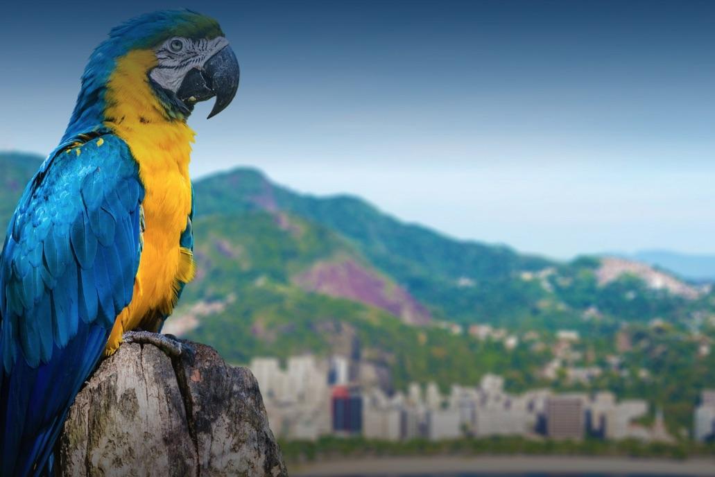 Oceanman Rio de Janeiro