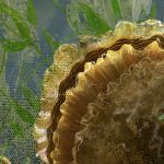 Native oyster