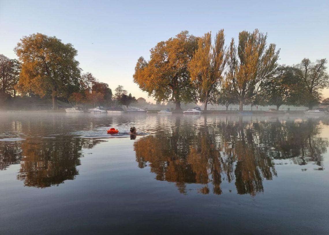 A swimmer in a river in autumn. The trees on the opposite bank in full autumn colours are reflected in the water.