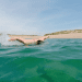 Butterfly stroke