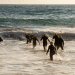 Sea swimming